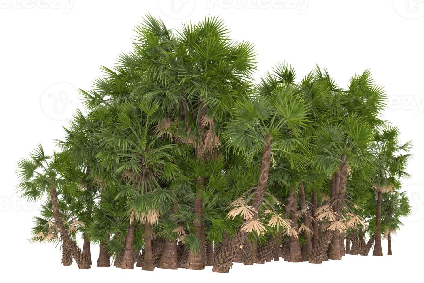 Palm trees isolated on transparent background. 3d rendering - illustration png