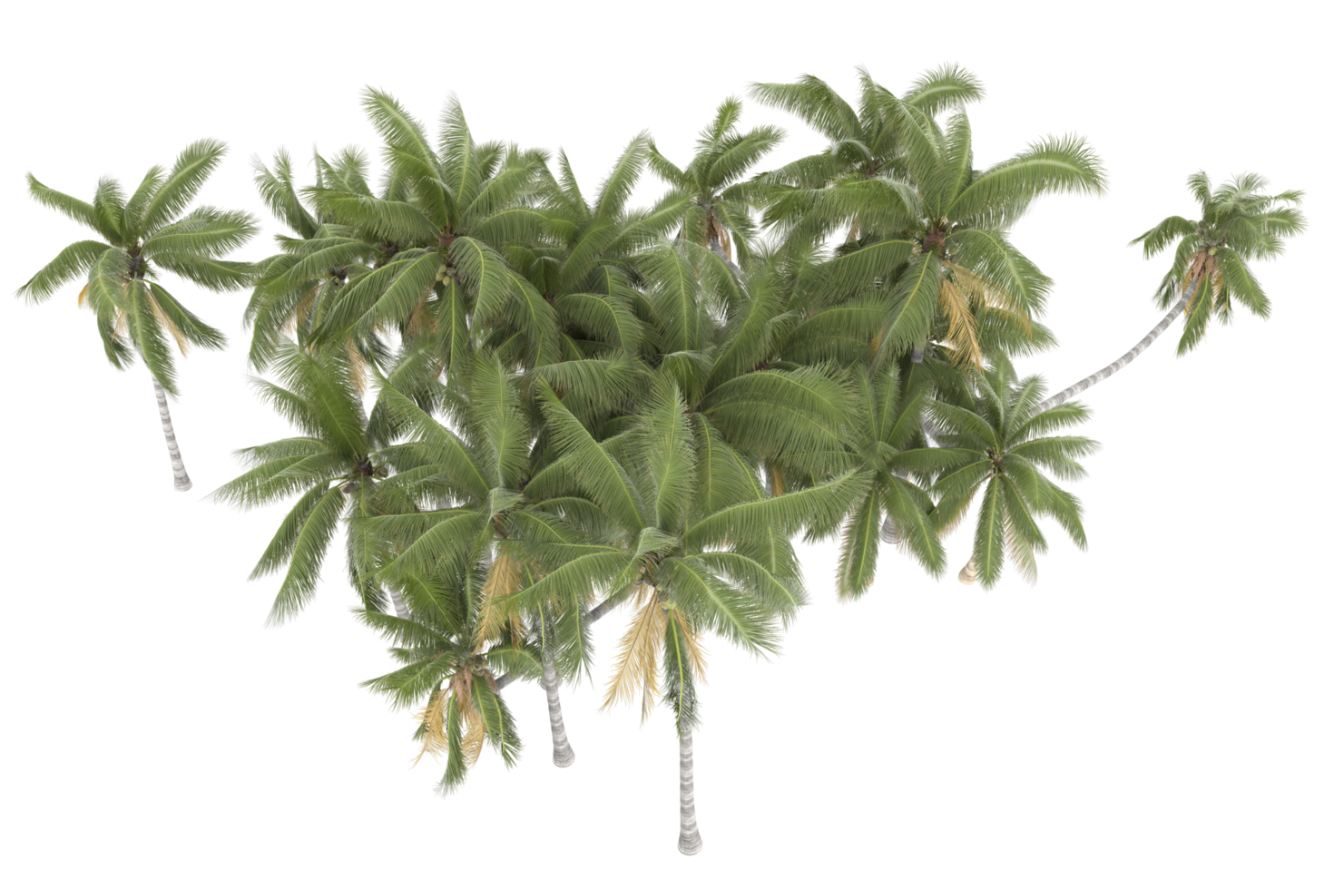 palm bomen geïsoleerd Aan transparant achtergrond. 3d renderen - illustratie png