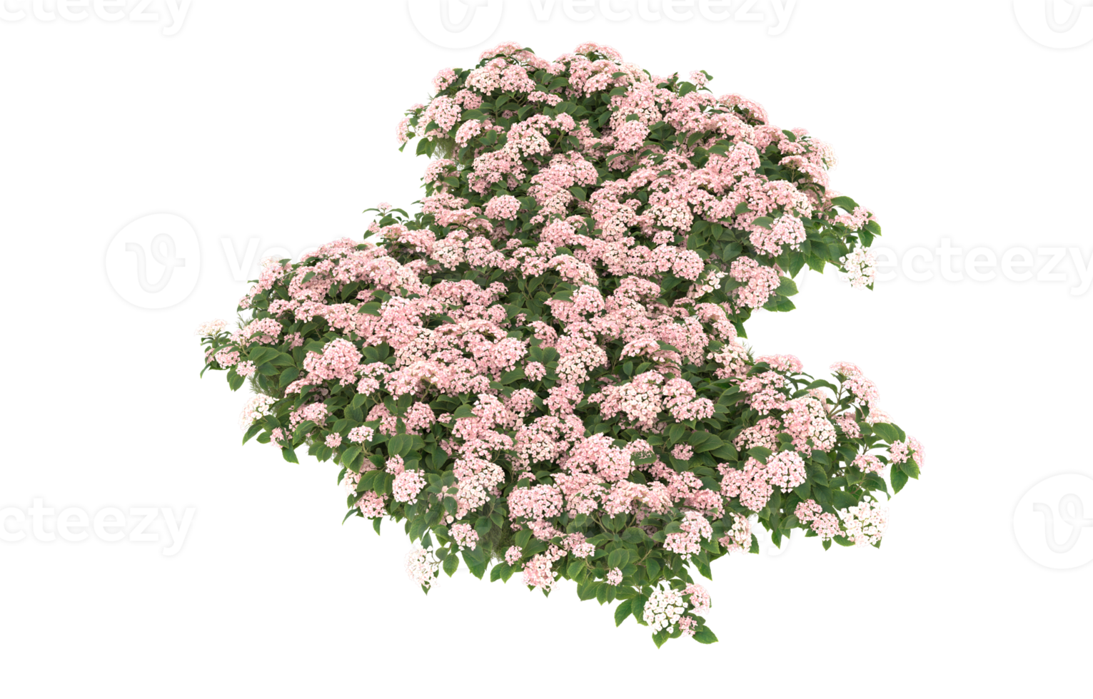 Realistic foliage isolated on transparent background. 3d rendering - illustration png