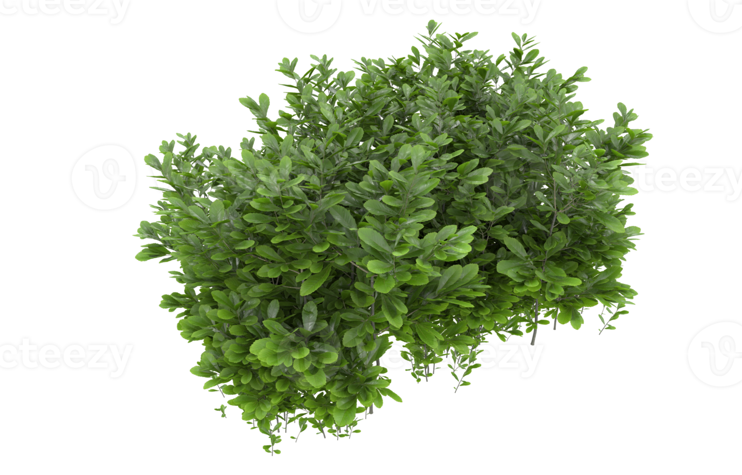 Realistic foliage isolated on transparent background. 3d rendering - illustration png
