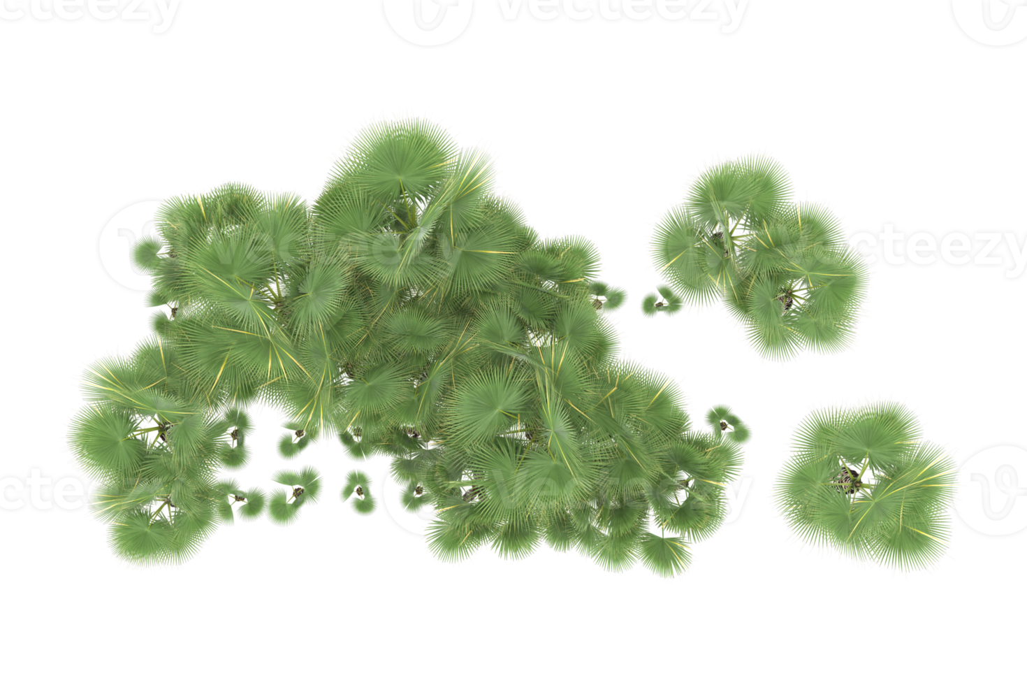 Palm trees isolated on transparent background. 3d rendering - illustration png