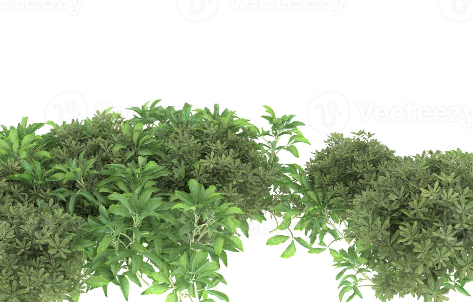 Realistic foliage isolated on transparent background. 3d rendering - illustration png