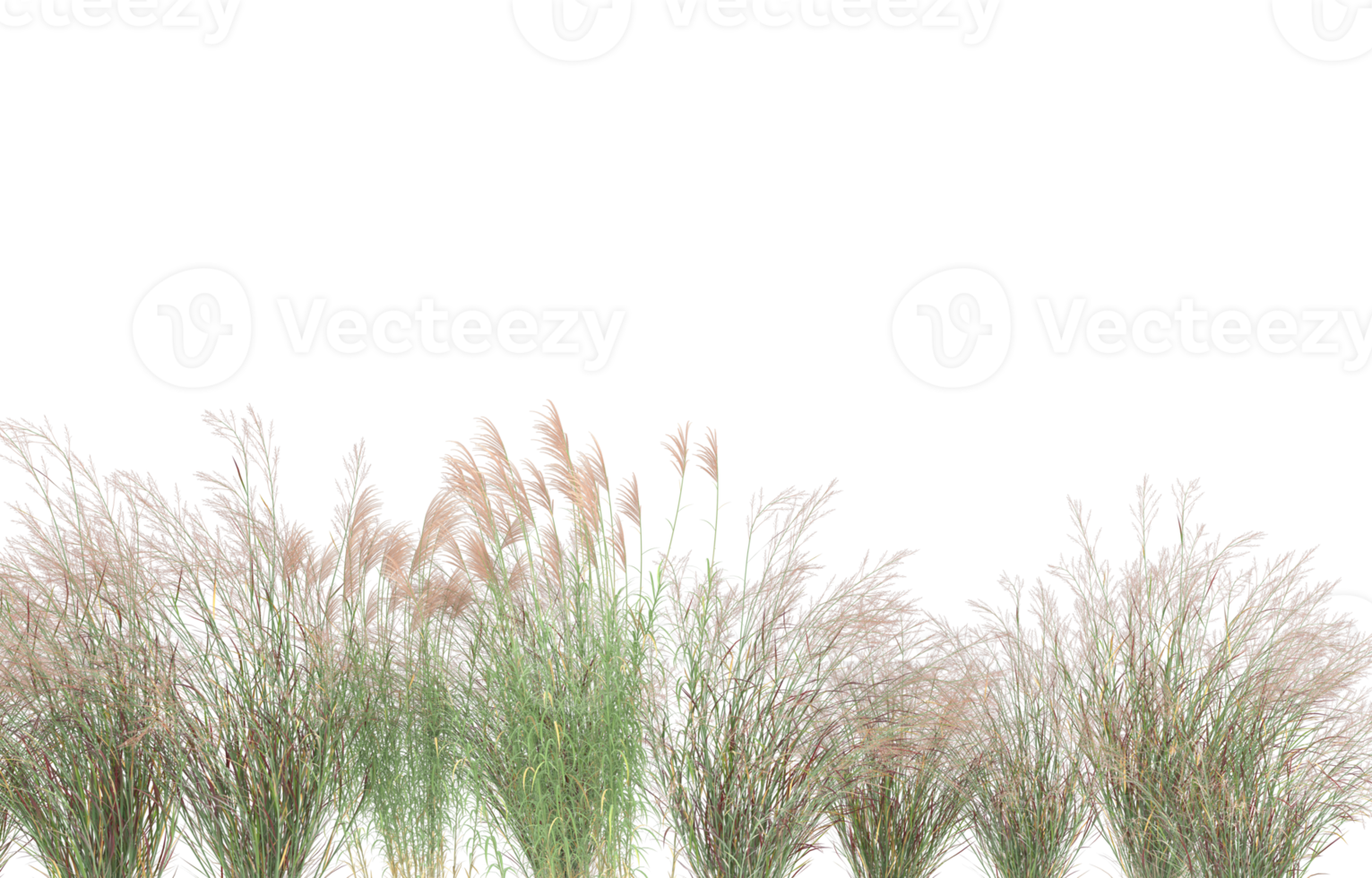 Realistic foliage isolated on transparent background. 3d rendering - illustration png