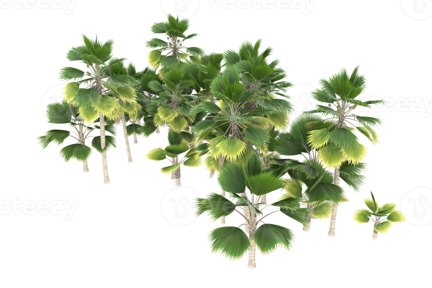 Palm trees isolated on transparent background. 3d rendering - illustration png