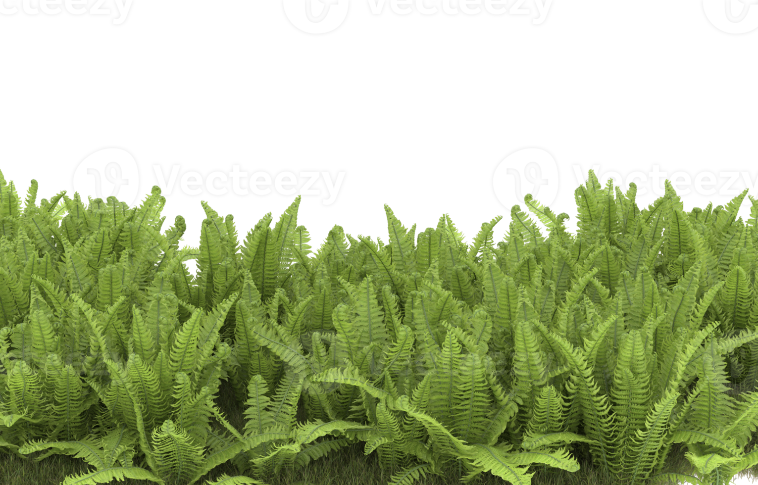 Realistic foliage isolated on transparent background. 3d rendering - illustration png