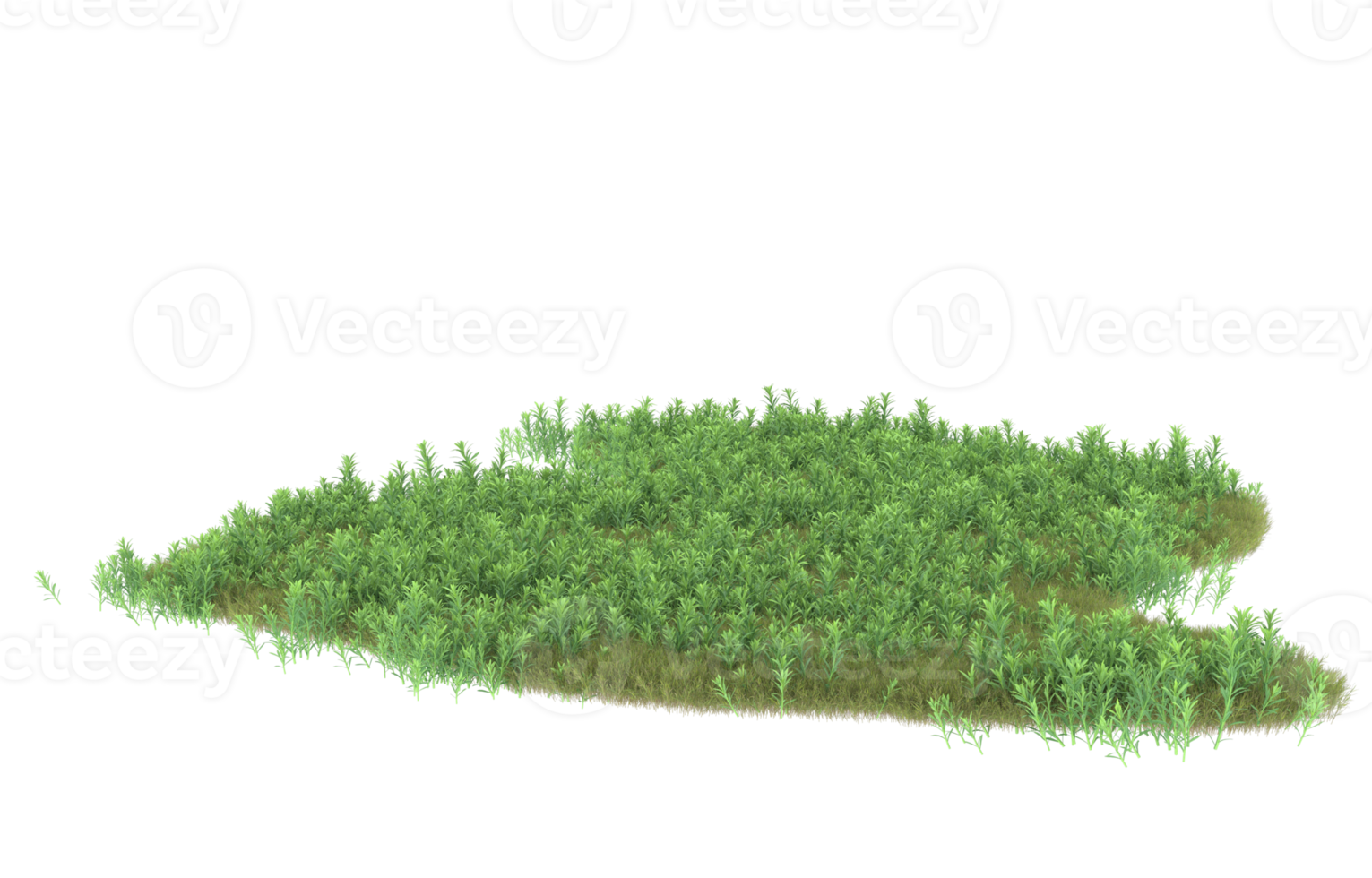 realistisk lövverk isolerat på transparent bakgrund. 3d tolkning - illustration png