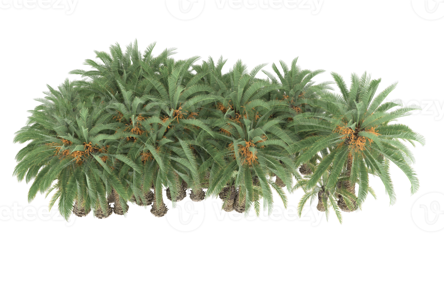 Palm trees isolated on transparent background. 3d rendering - illustration png