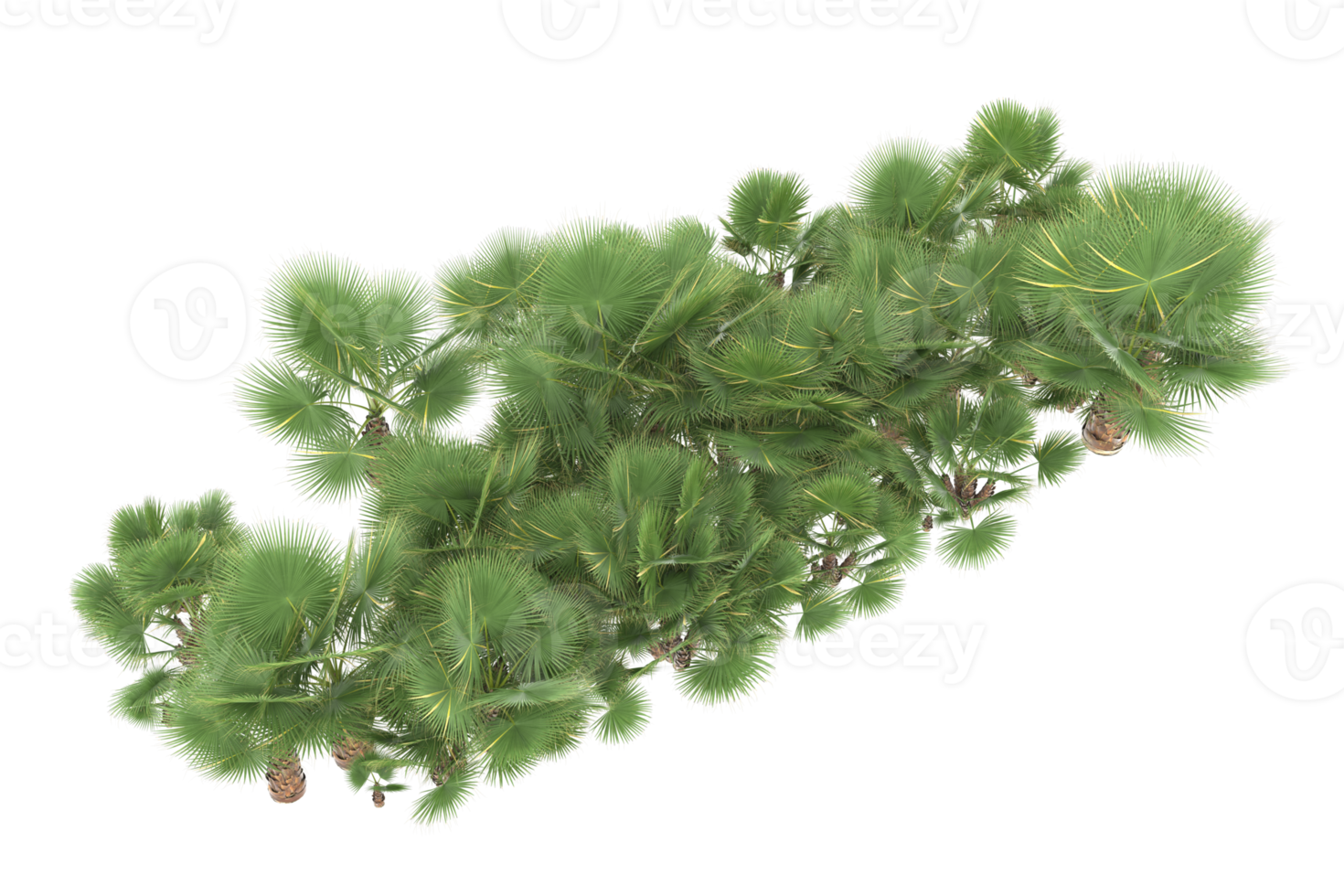Palm trees isolated on transparent background. 3d rendering - illustration png
