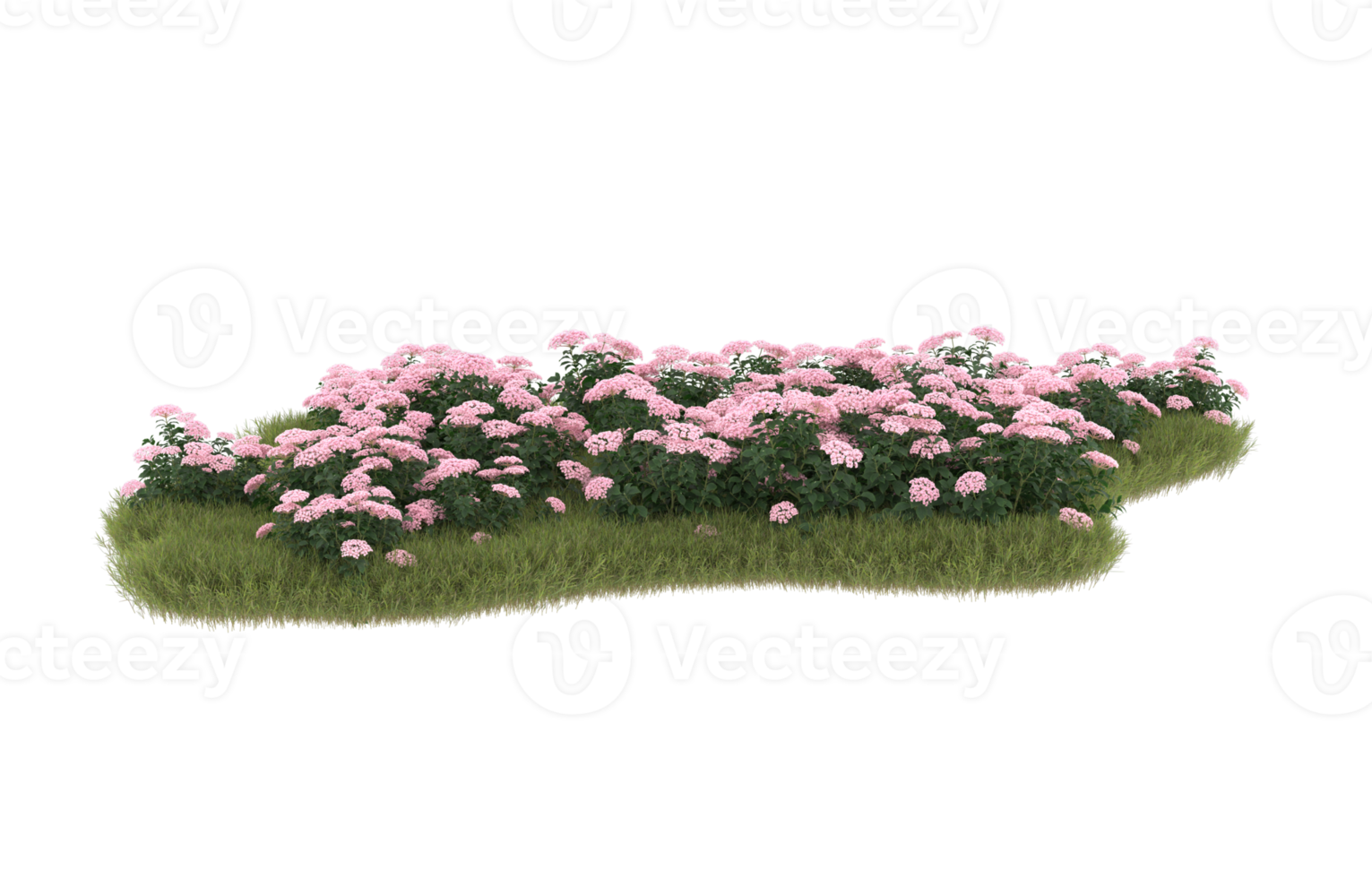 Realistic foliage isolated on transparent background. 3d rendering - illustration png