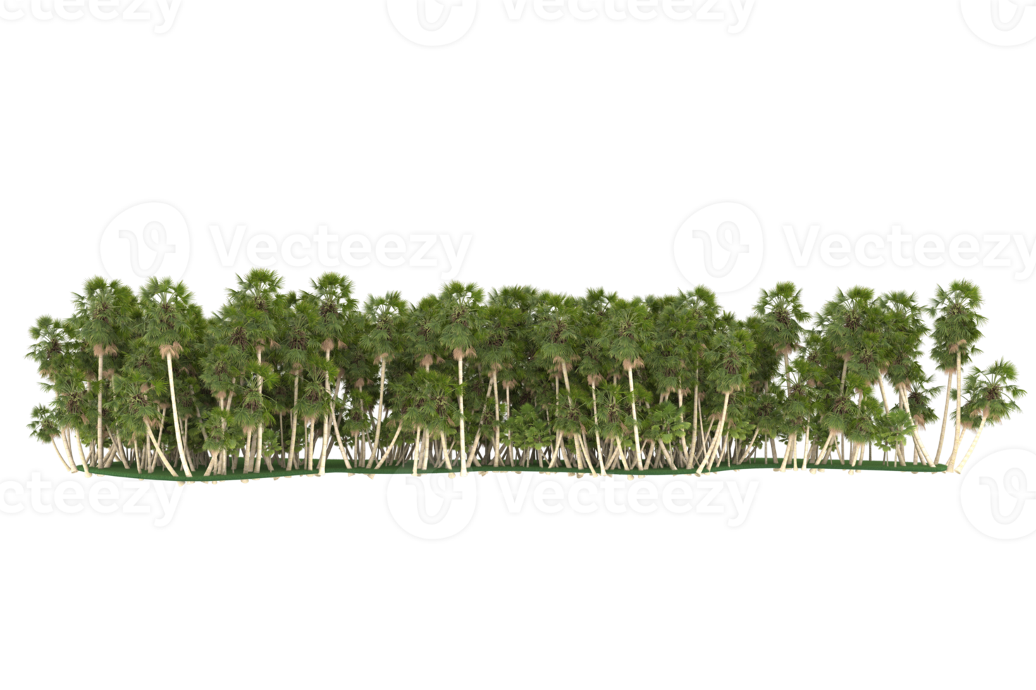 Palm trees isolated on transparent background. 3d rendering - illustration png