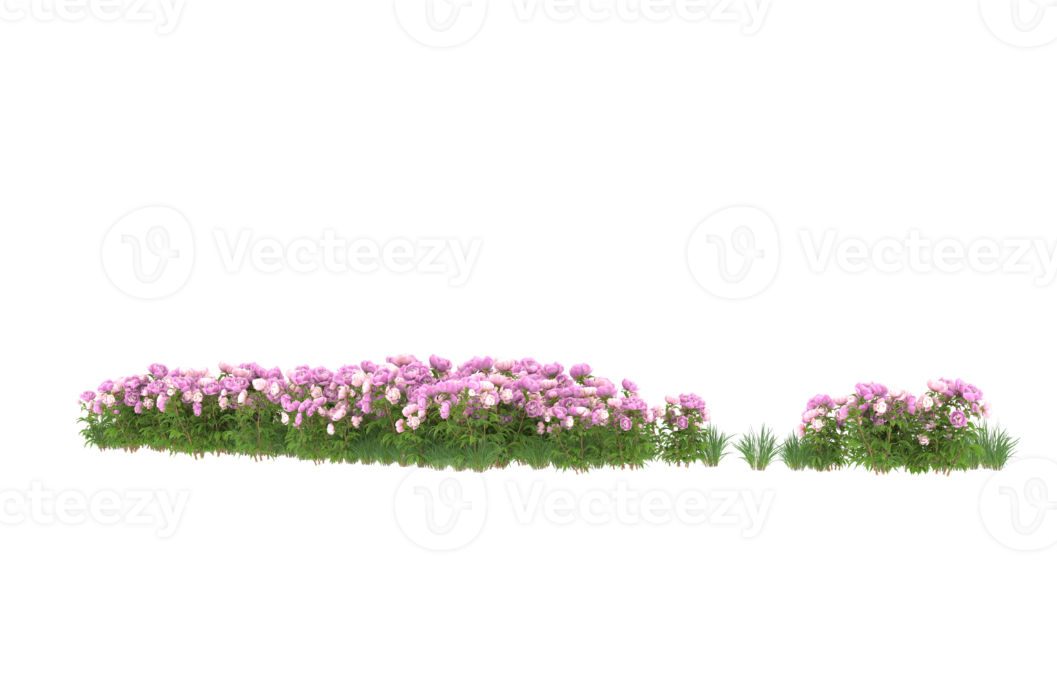 Realistic foliage isolated on transparent background. 3d rendering - illustration png