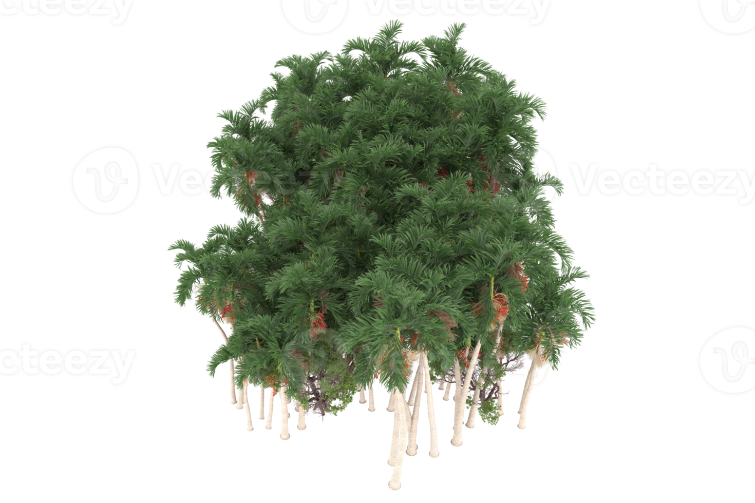 palmeiras isoladas em fundo transparente. renderização 3D - ilustração png