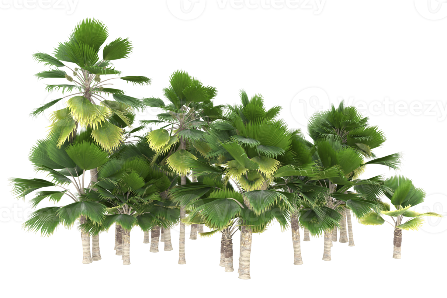 Palm trees isolated on transparent background. 3d rendering - illustration png