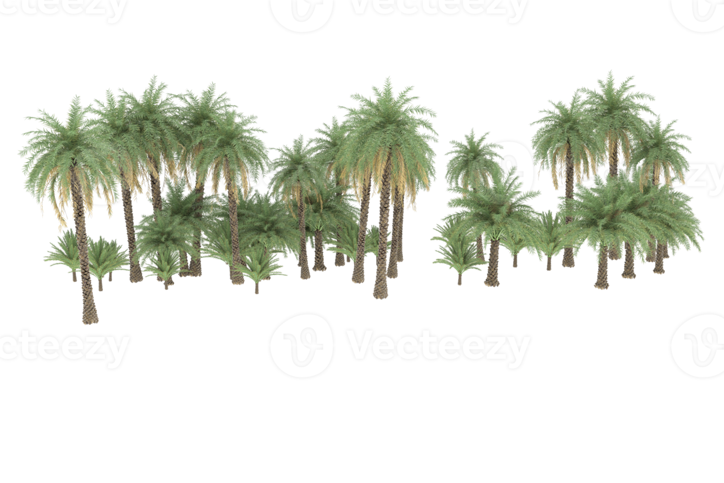 Palm trees isolated on transparent background. 3d rendering - illustration png