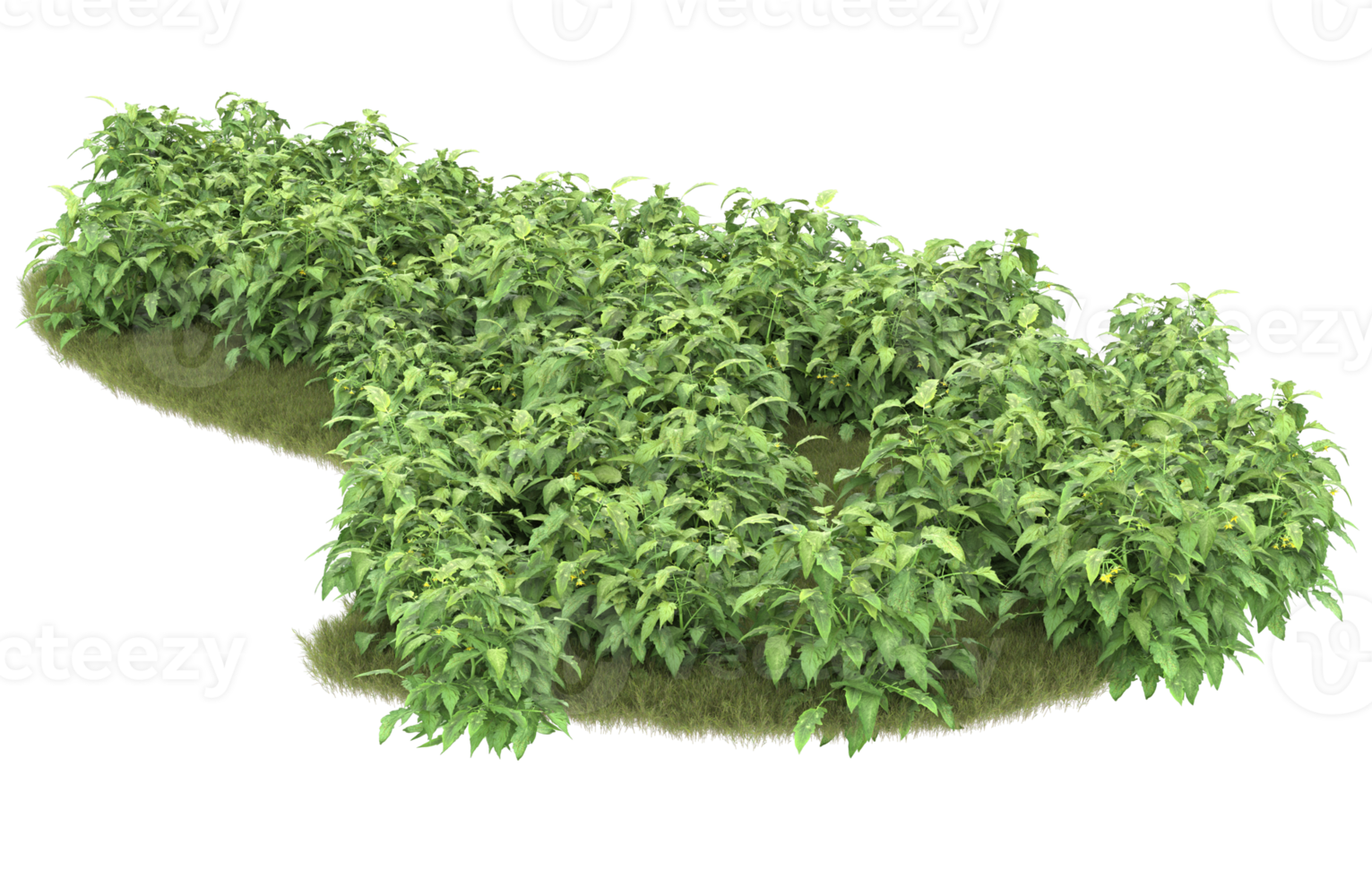 Realistic foliage isolated on transparent background. 3d rendering - illustration png
