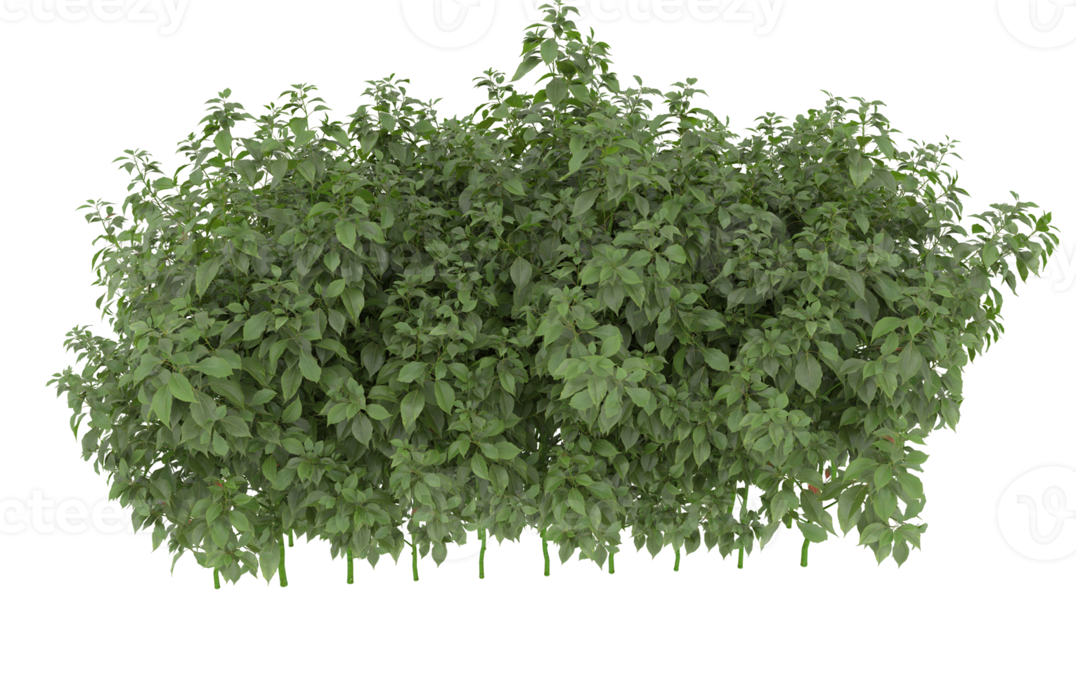 Realistic foliage isolated on transparent background. 3d rendering - illustration png