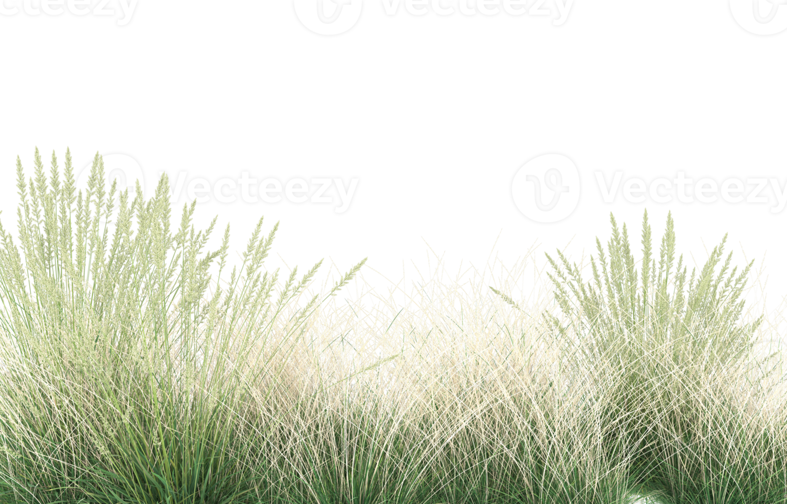 Realistic foliage isolated on transparent background. 3d rendering - illustration png
