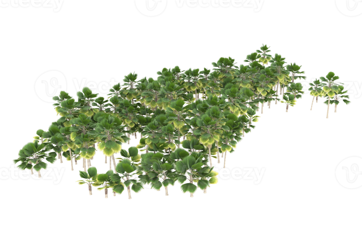 Palm trees isolated on transparent background. 3d rendering - illustration png