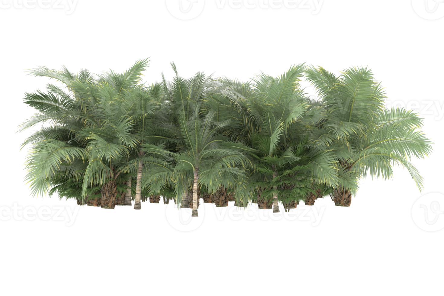 Palm trees isolated on transparent background. 3d rendering - illustration png