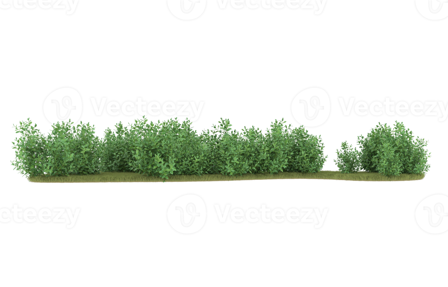 realistisk lövverk isolerat på transparent bakgrund. 3d tolkning - illustration png