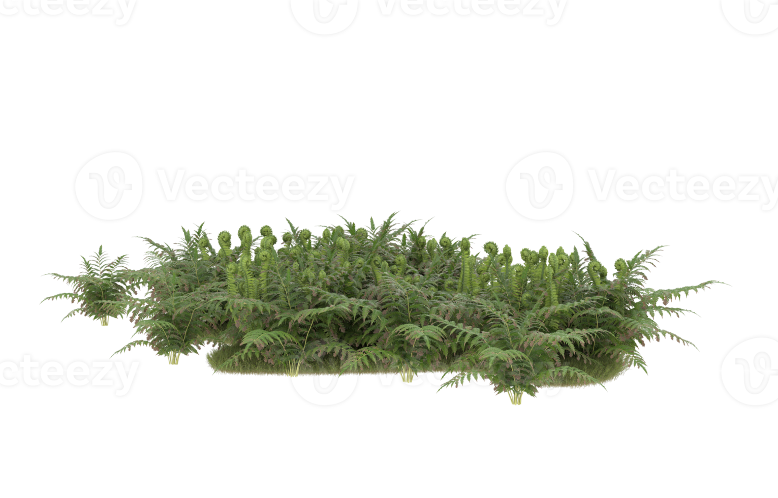 Realistic foliage isolated on transparent background. 3d rendering - illustration png