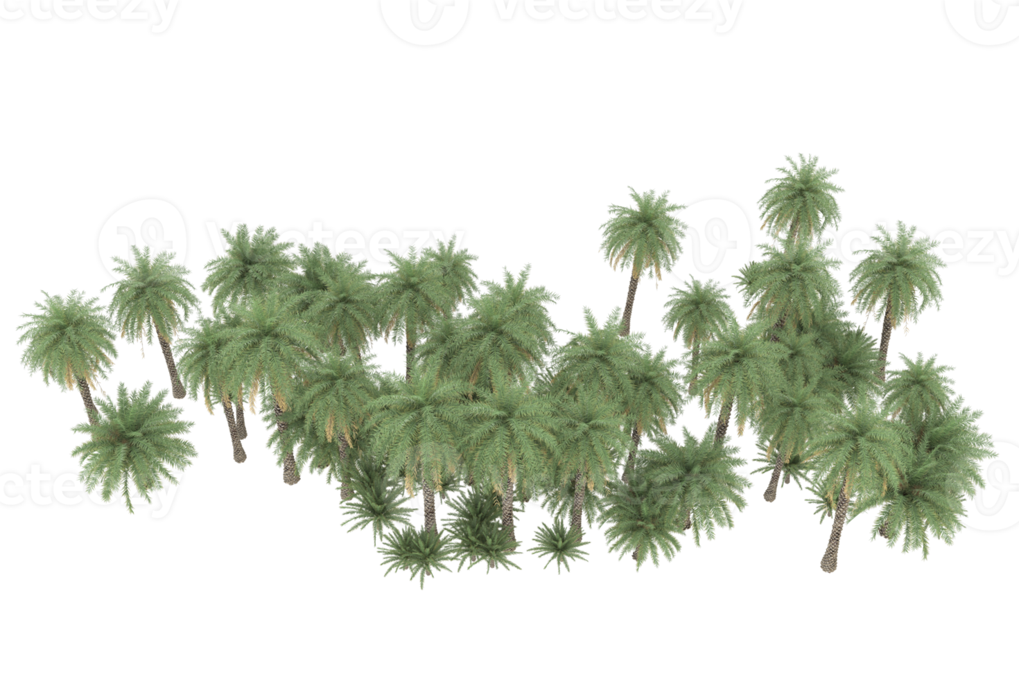 Palm trees isolated on transparent background. 3d rendering - illustration png