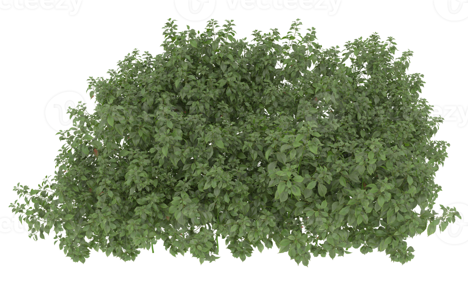 Realistic foliage isolated on transparent background. 3d rendering - illustration png