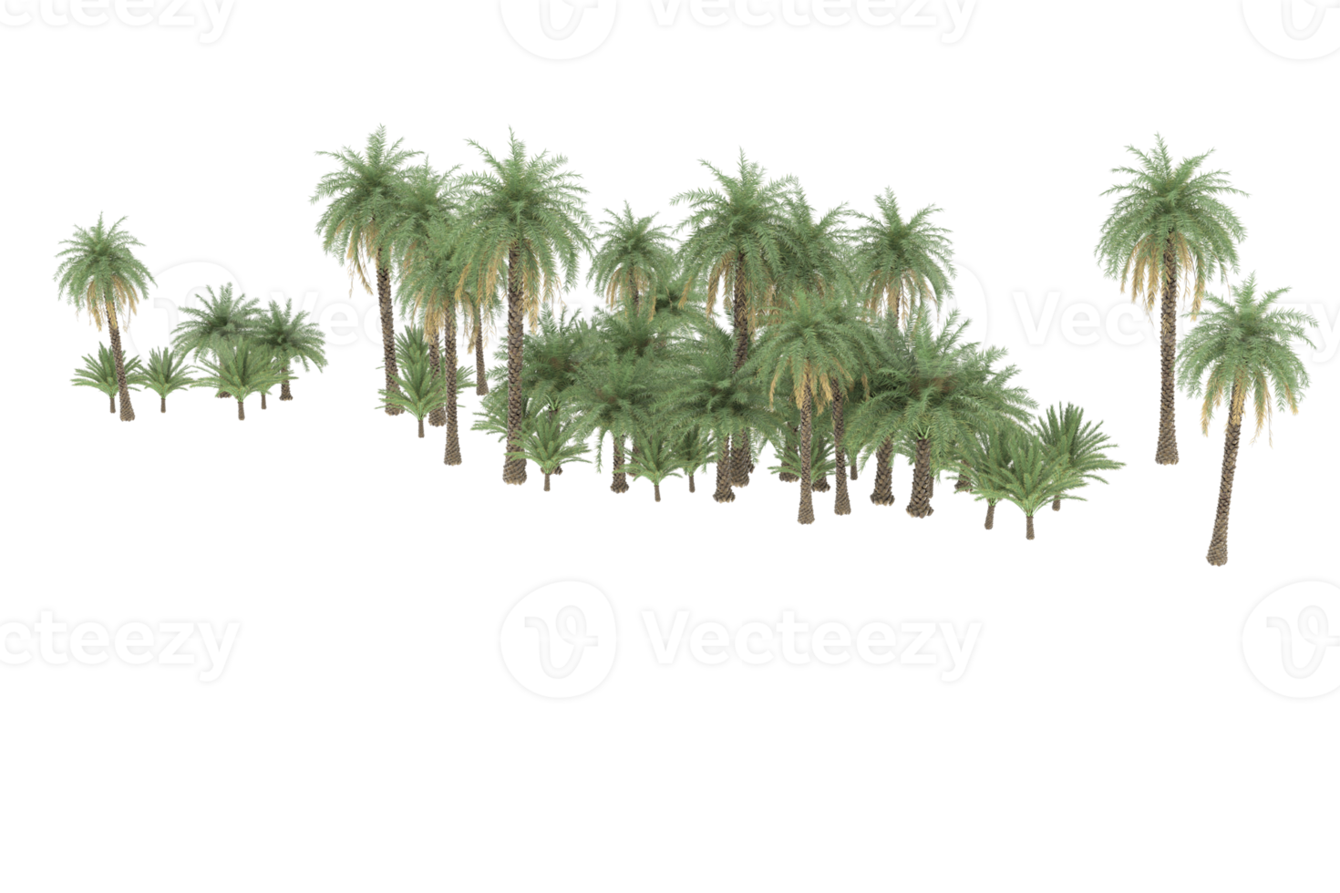 Palm trees isolated on transparent background. 3d rendering - illustration png