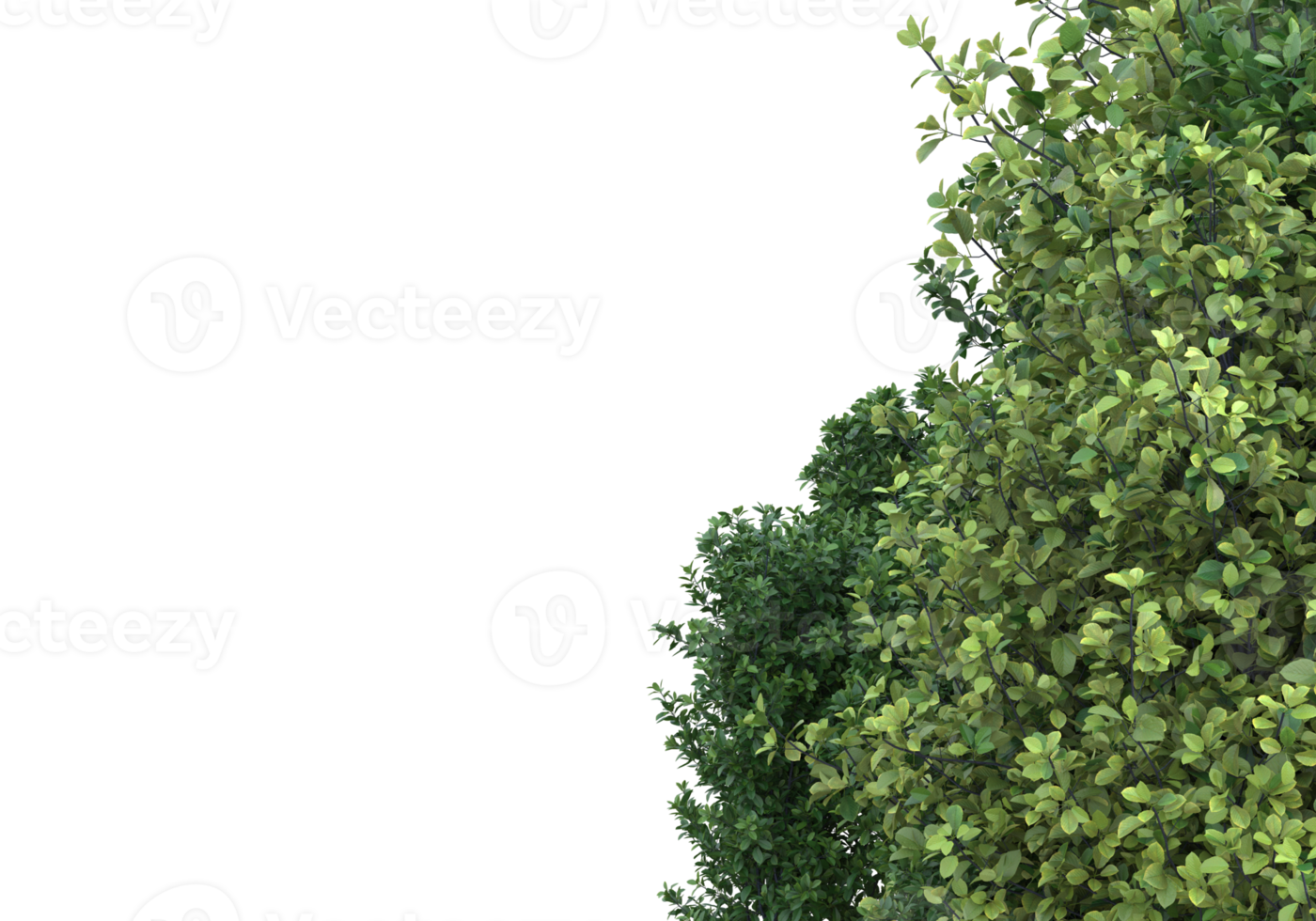 Realistic foliage isolated on transparent background. 3d rendering - illustration png