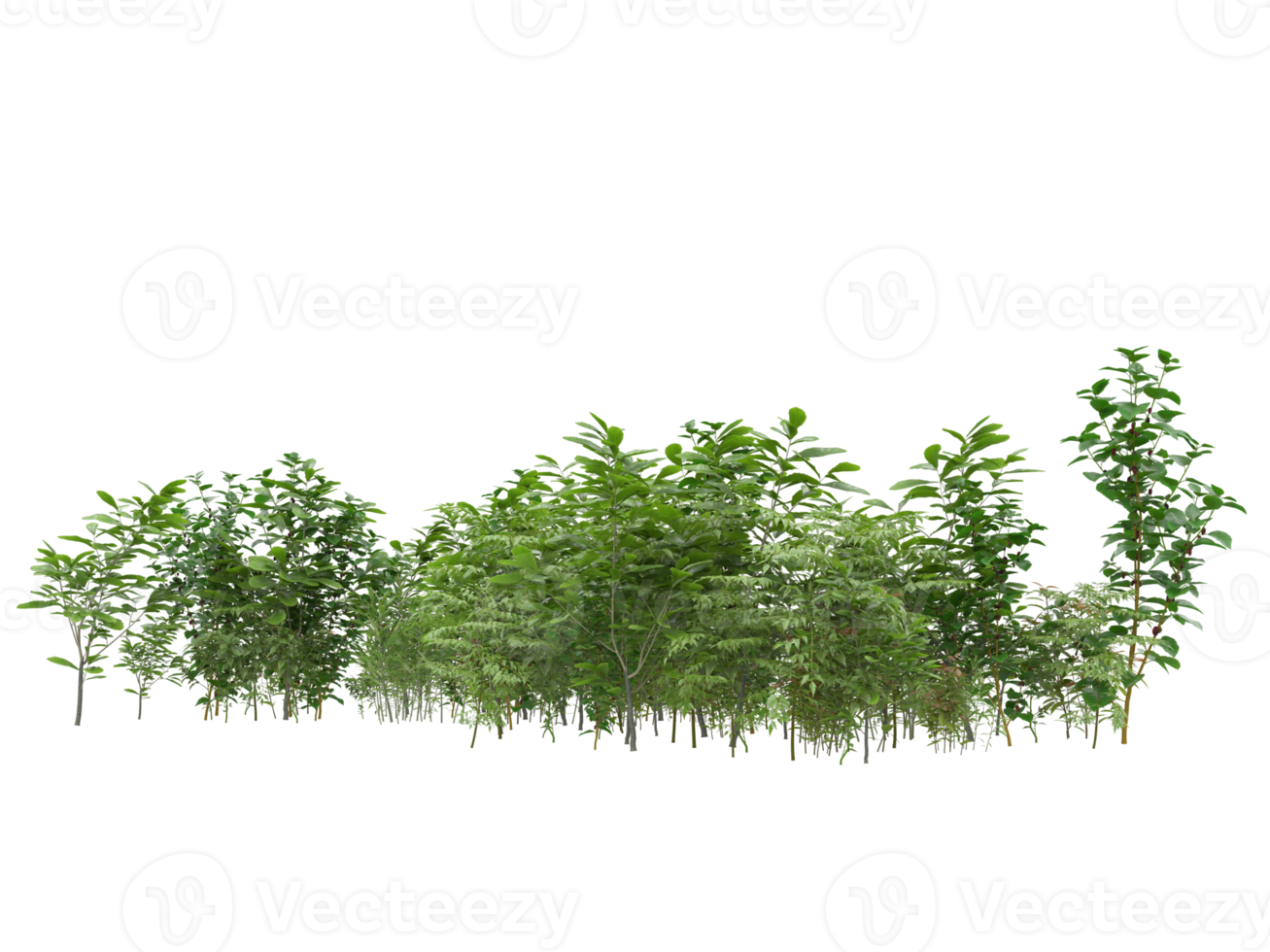 Realistic foliage isolated on transparent background. 3d rendering - illustration png