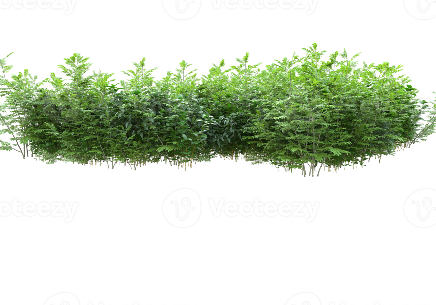 Realistic foliage isolated on transparent background. 3d rendering - illustration png