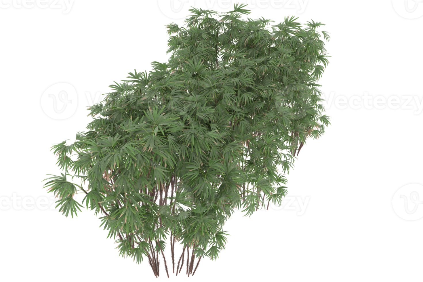 palm bomen geïsoleerd Aan transparant achtergrond. 3d renderen - illustratie png