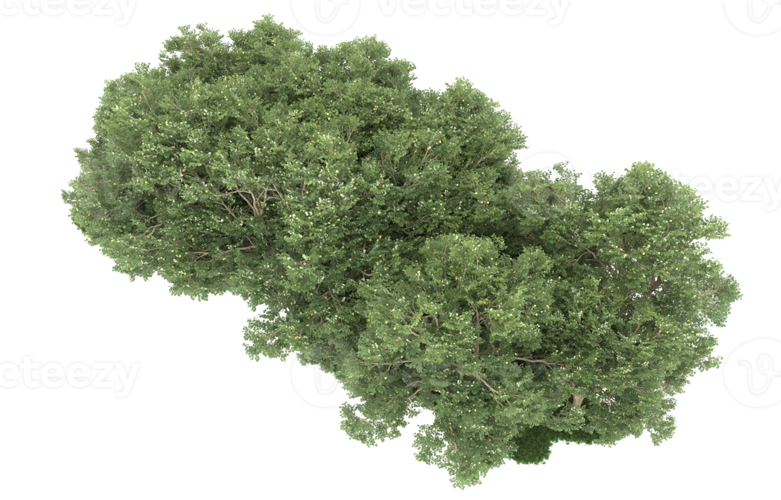 Realistic forest isolated on transparent background. 3d rendering - illustration png