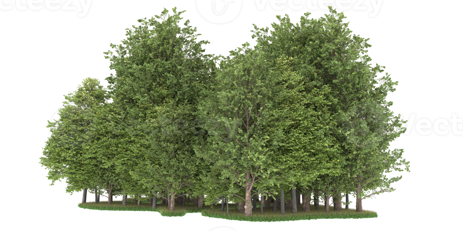 Realistic forest isolated on transparent background. 3d rendering - illustration png