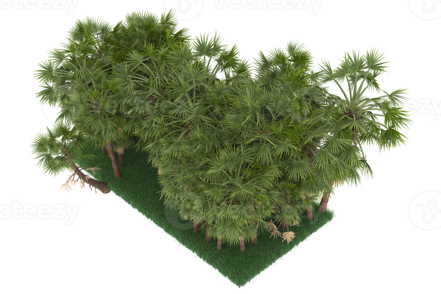 Palm trees isolated on transparent background. 3d rendering - illustration png