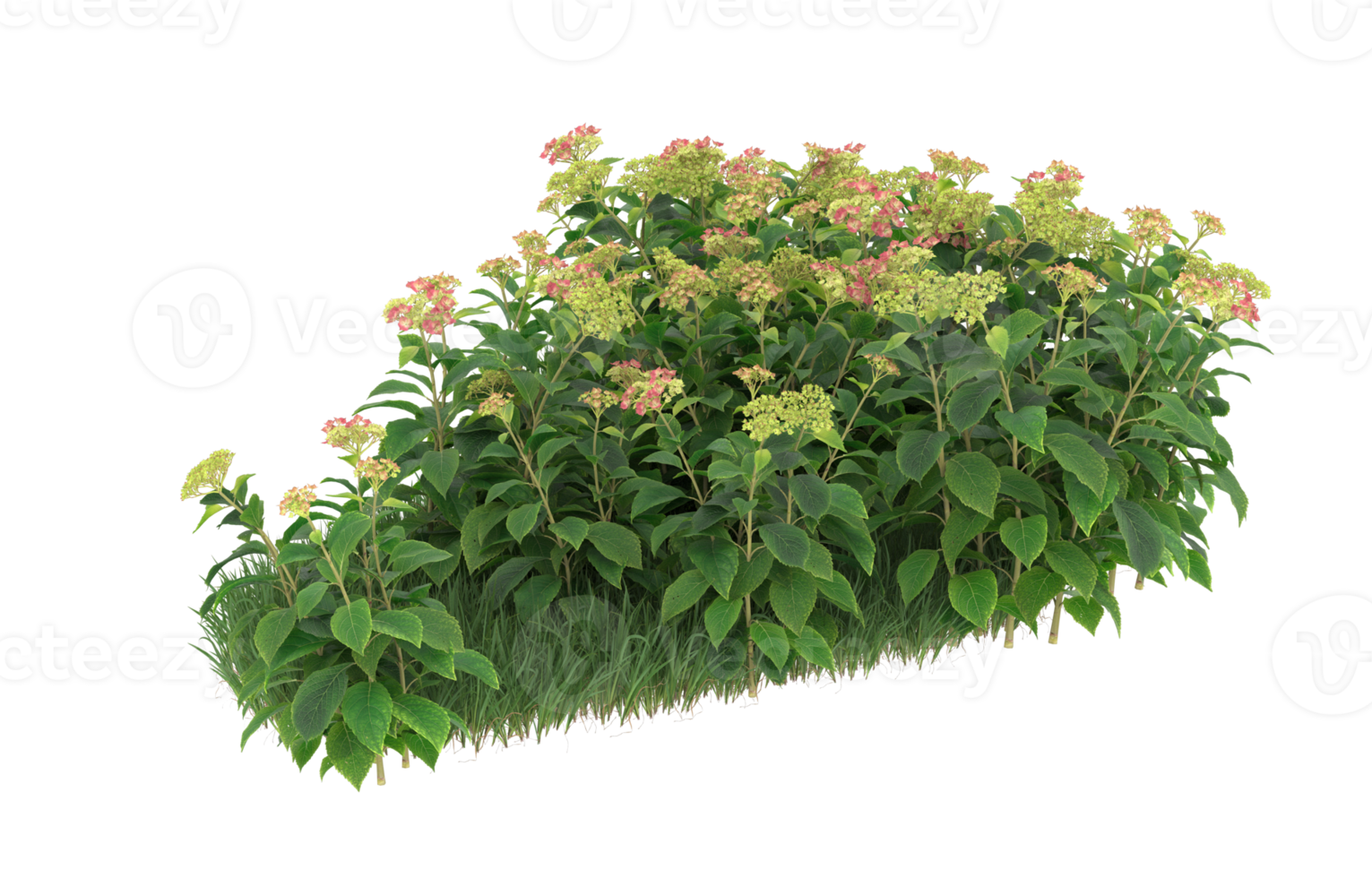 Realistic foliage isolated on transparent background. 3d rendering - illustration png