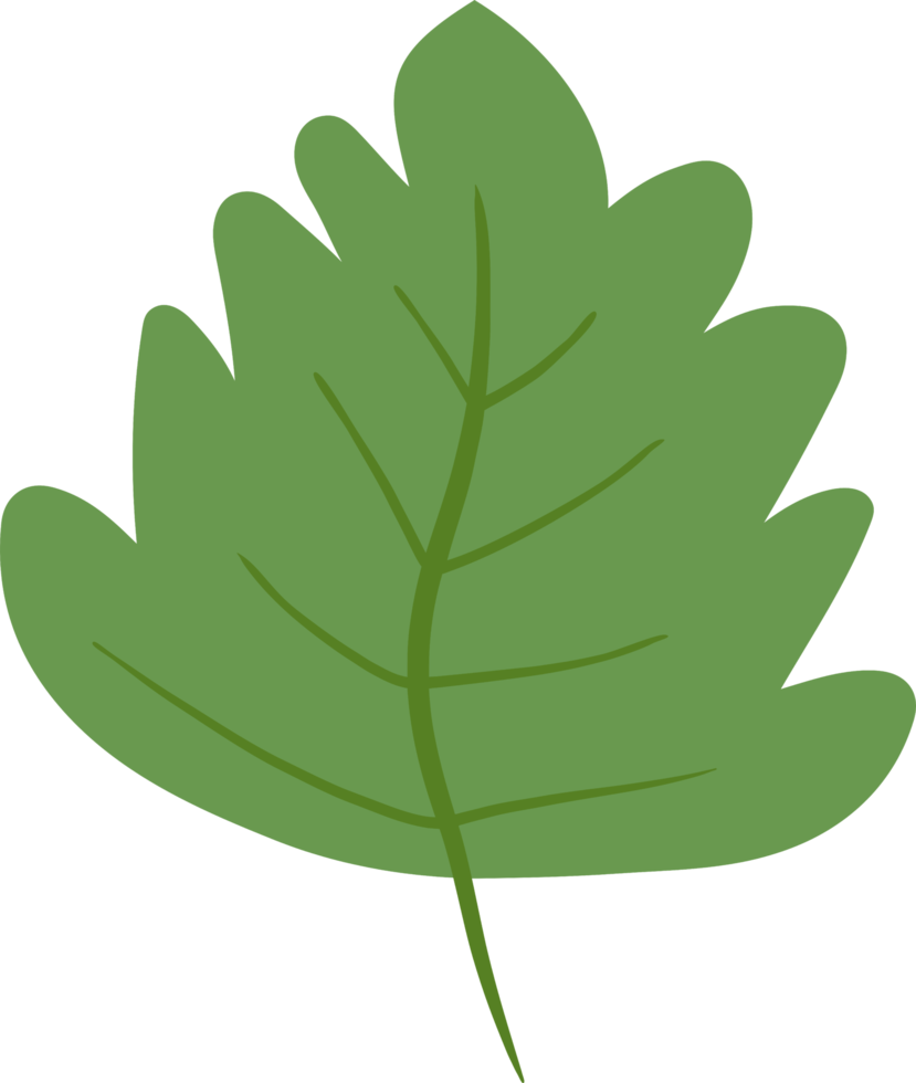 Leaf png graphic clipart design