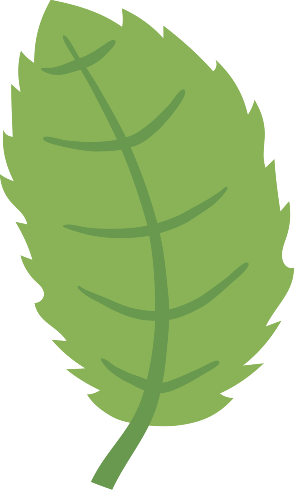 Leaf png graphic clipart design