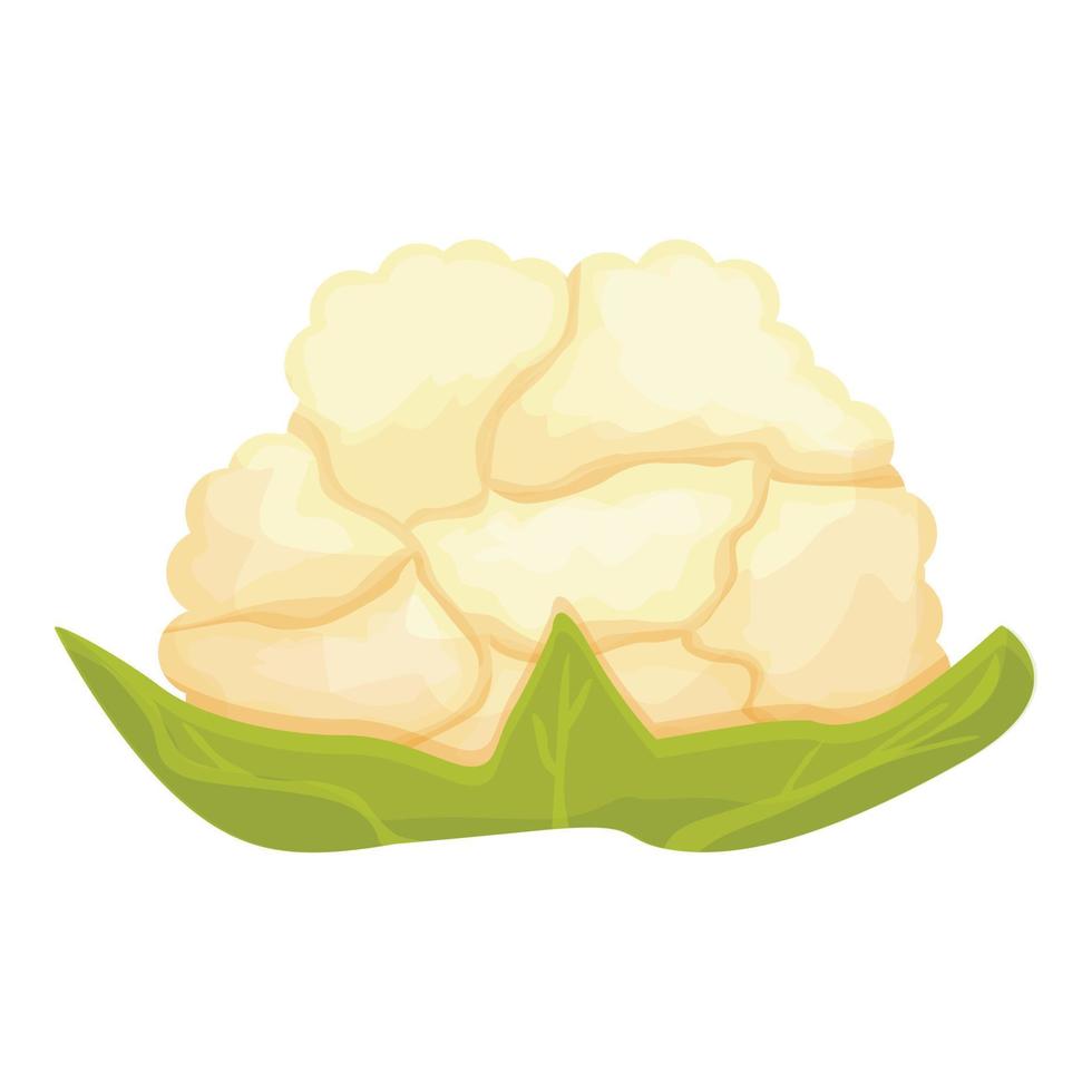 Cooking cauliflower icon cartoon vector. Cabbage food vector