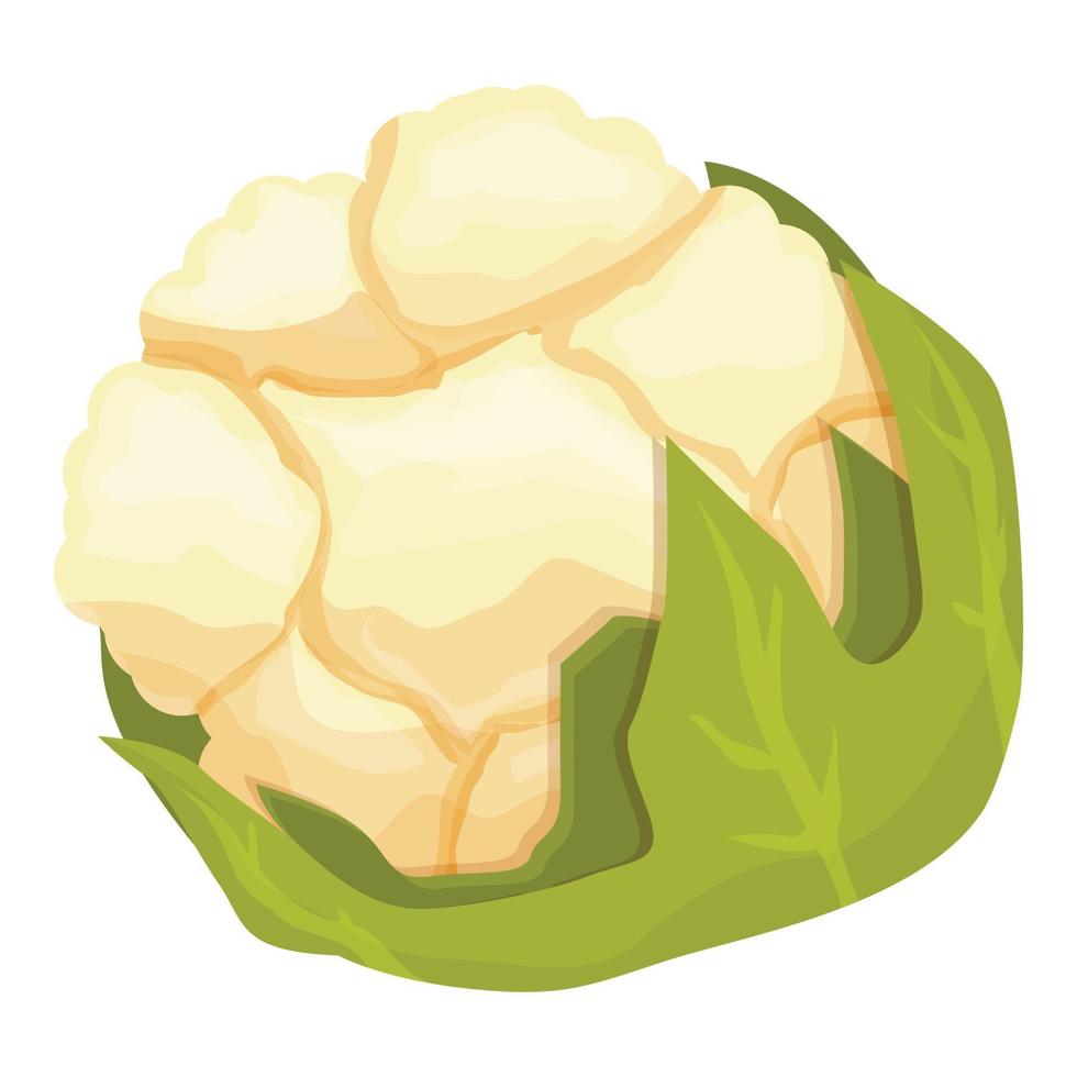 Natural cauliflower icon cartoon vector. Cabbage food vector