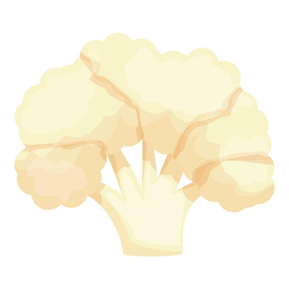 Raw cauliflower icon cartoon vector. Cabbage food vector