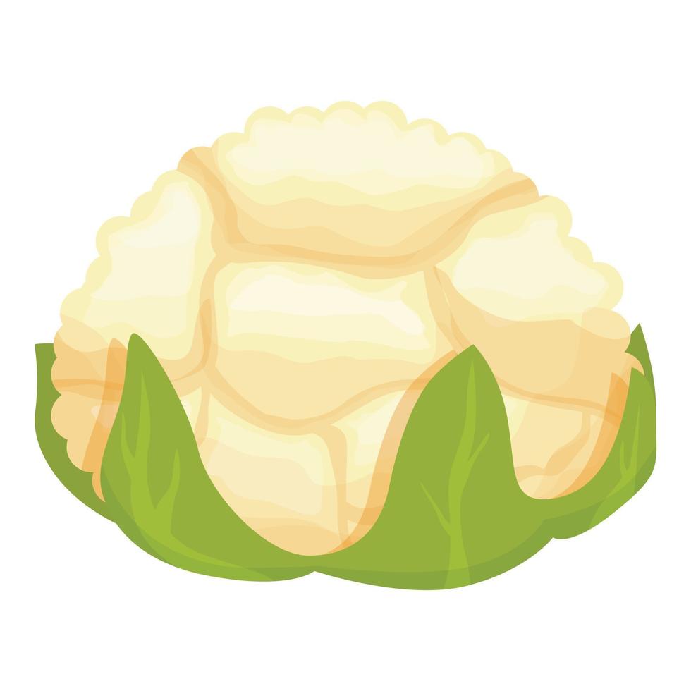 Food cauliflower icon cartoon vector. Vegetable cabbage vector