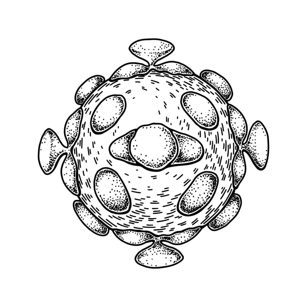 Hand drawn astrovirus isolated on white background. Realistic detailed scientifical vector illustration in sketch style