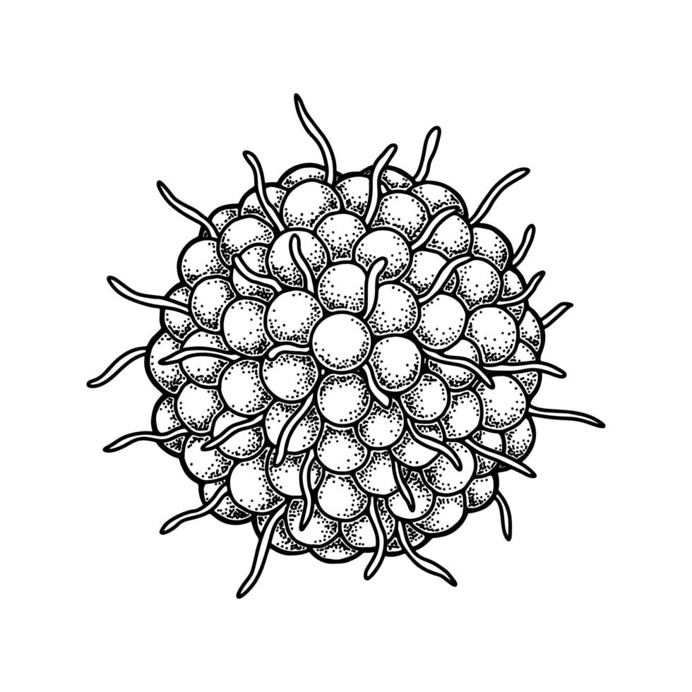 Hand drawn varicella zoster virus isolated on white background. Realistic detailed scientifical vector illustration in sketch style