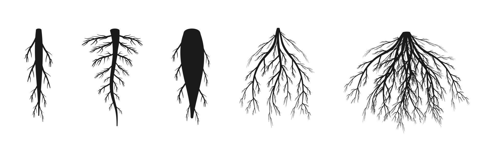 Variedades de sistema radicular. silueta negra de raíz primaria y rizoma fibroso vector