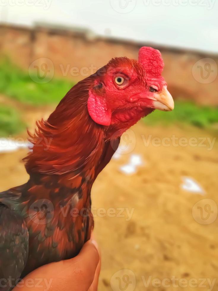 Asil Chicken Pakistan Breed closeup Image photo