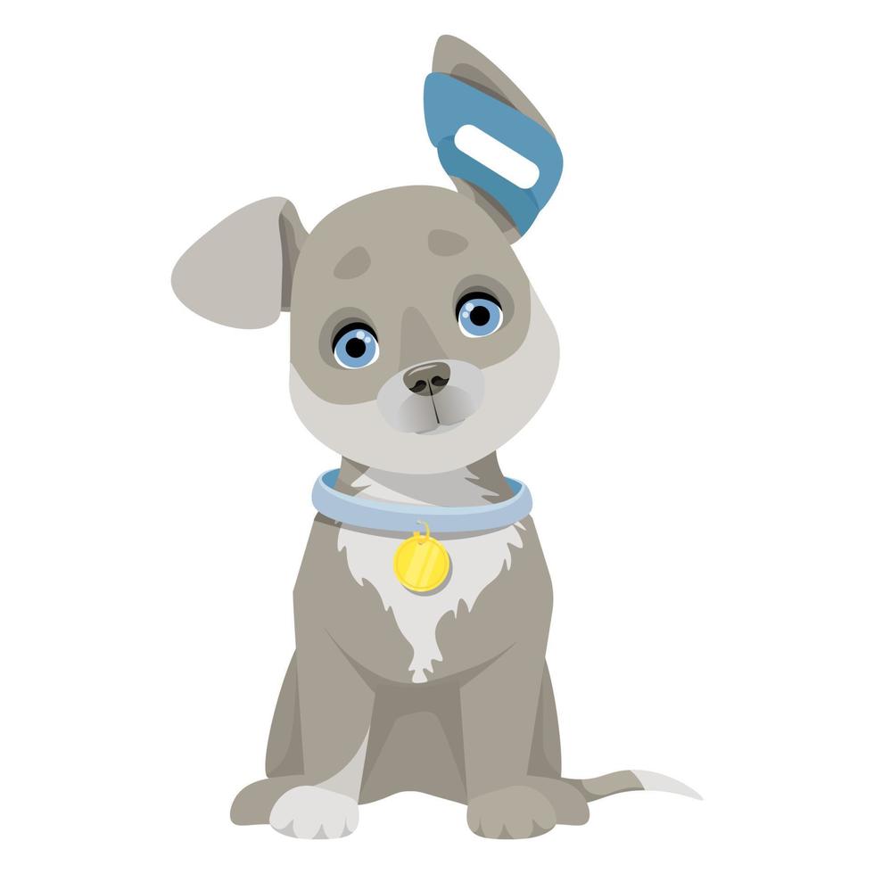 Small gray dog sitting with bandaged ear vector