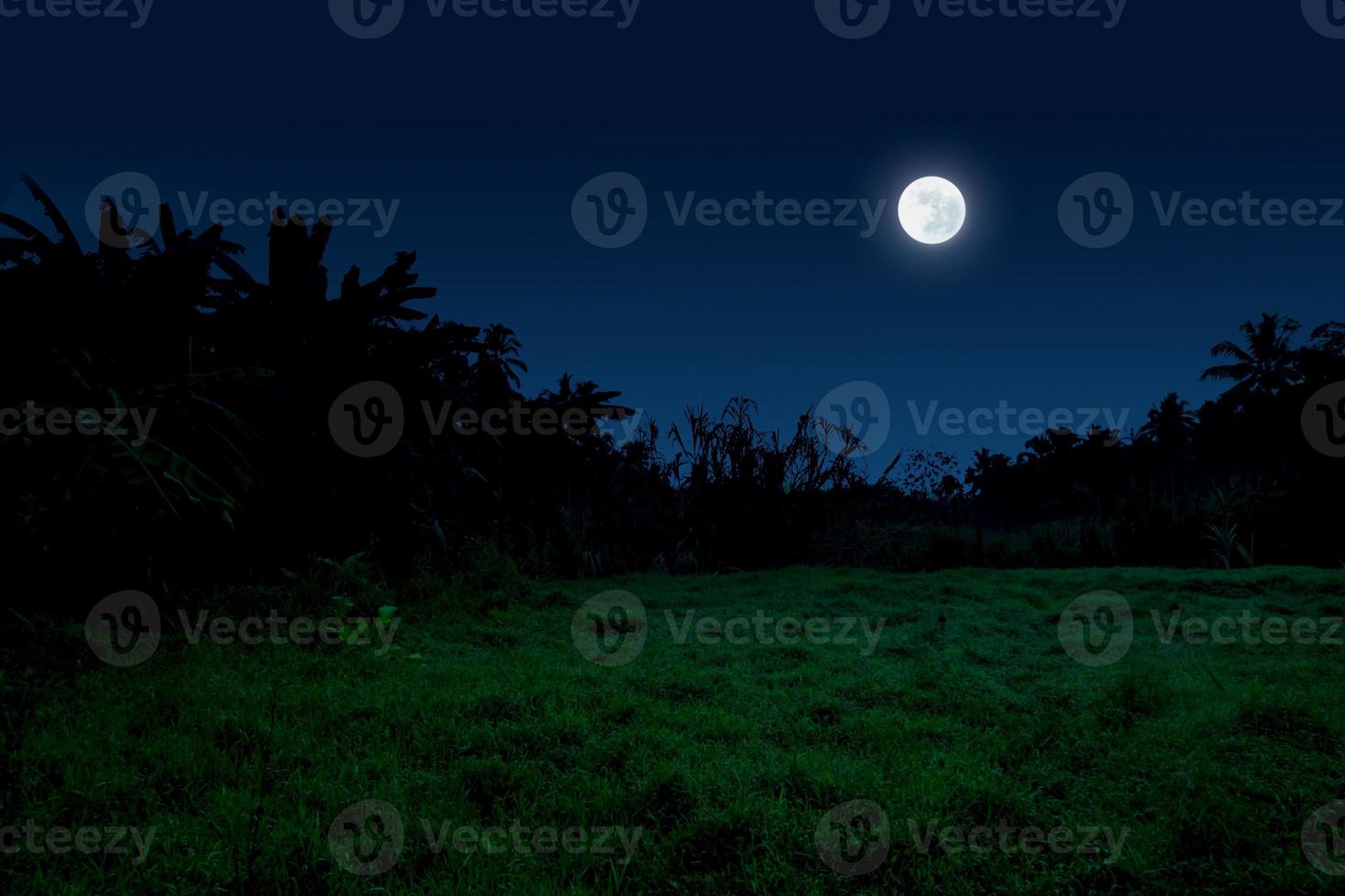 Night sky landscape with moon, trees and grass photo