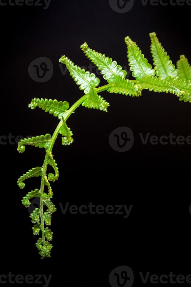 Freshness Fern leaf on black background photo