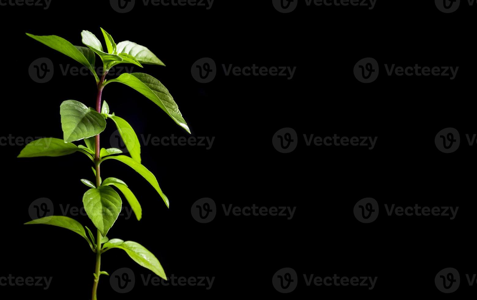 Fresh basil in black background, herbs and food ingredients photo